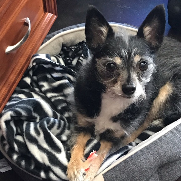 Meet your Posher, Jennifer - Picture 4 of 4